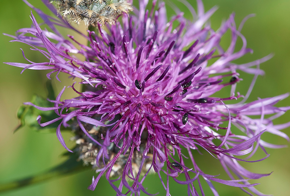MettongreaterKnapweed&#38;friends050728-1