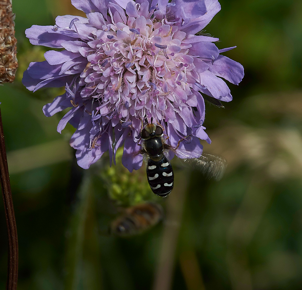 MettonHoverfly050718-1