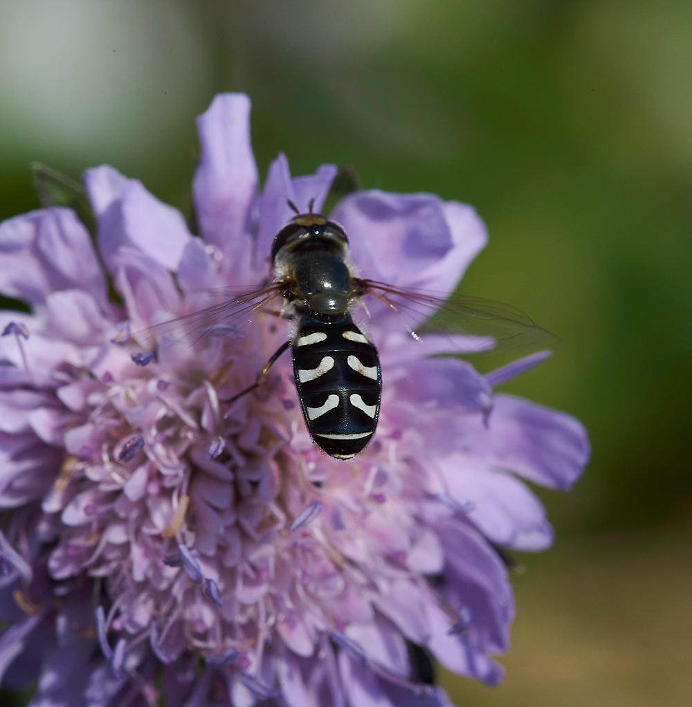 MettonHoverfly050718-2