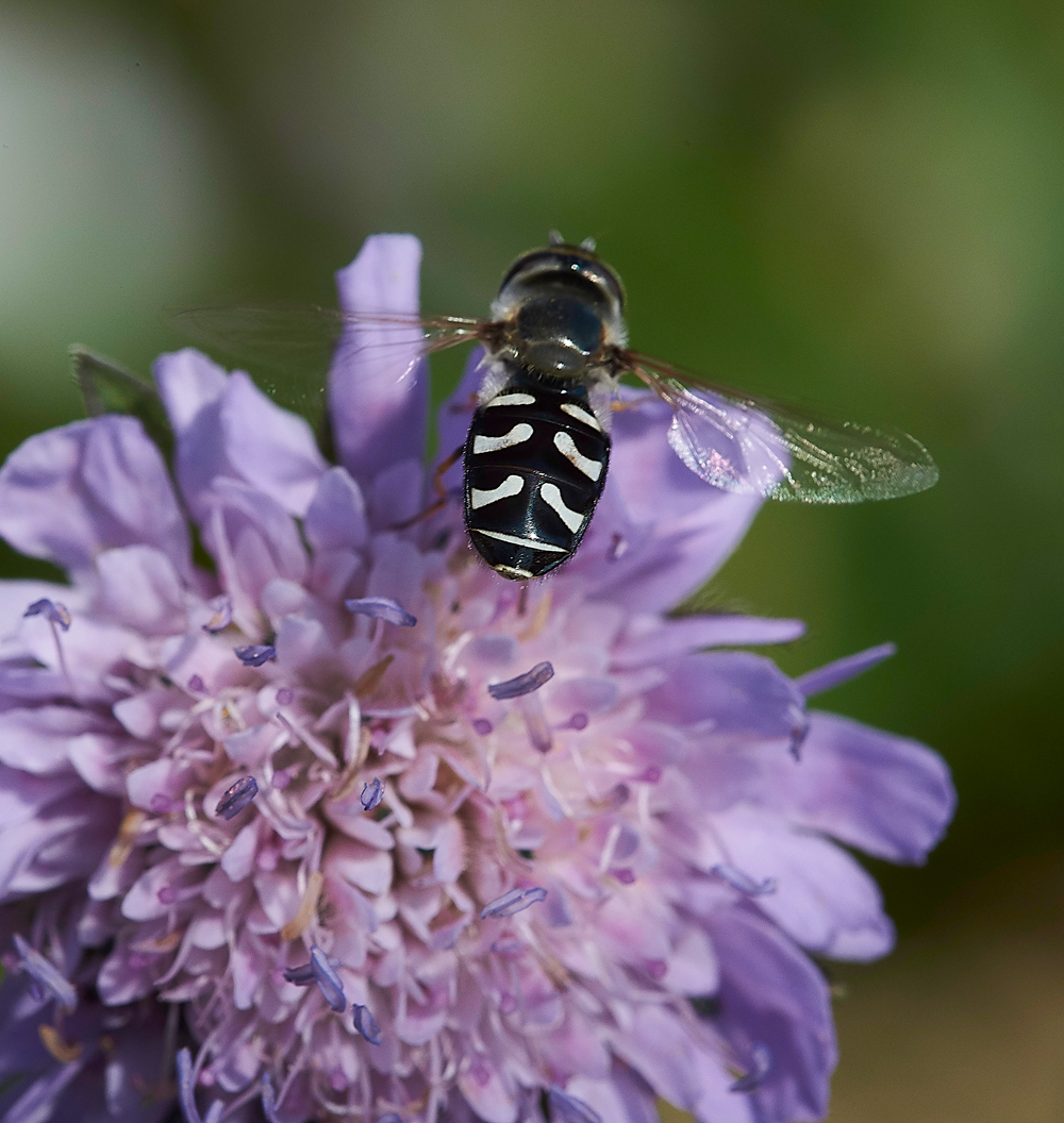 MettonHoverfly050718-3