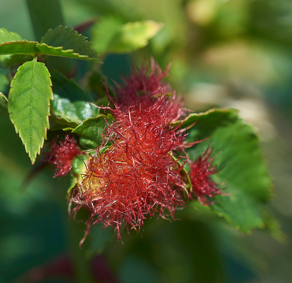 MettonPincushion050718-1