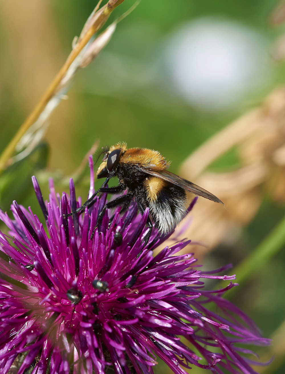 MettonUnknown050718-1