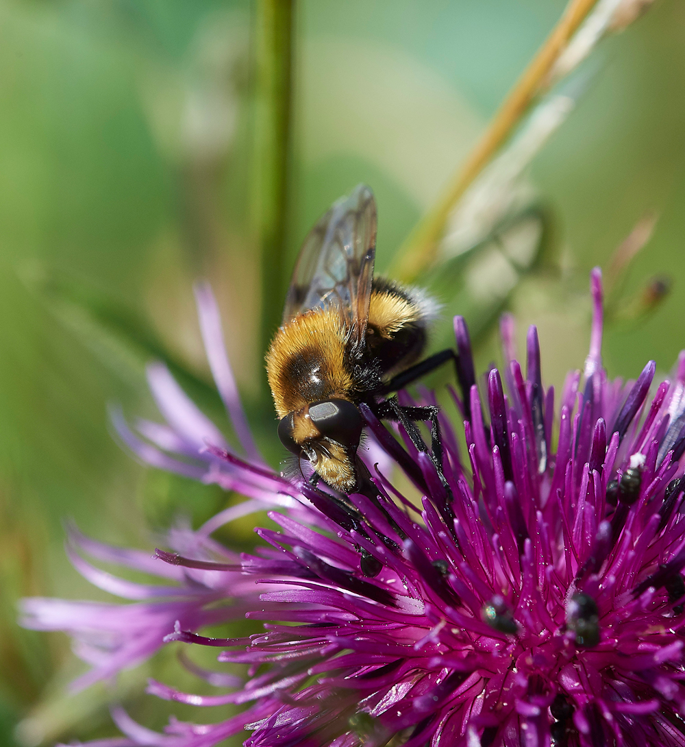 MettonUnknown050718-2