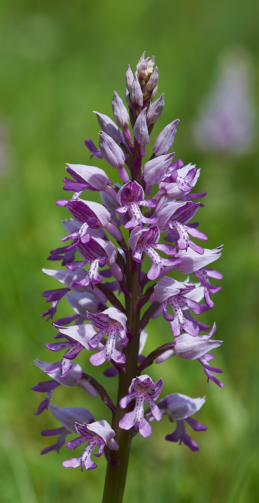 MilitaryOrchid180518-10