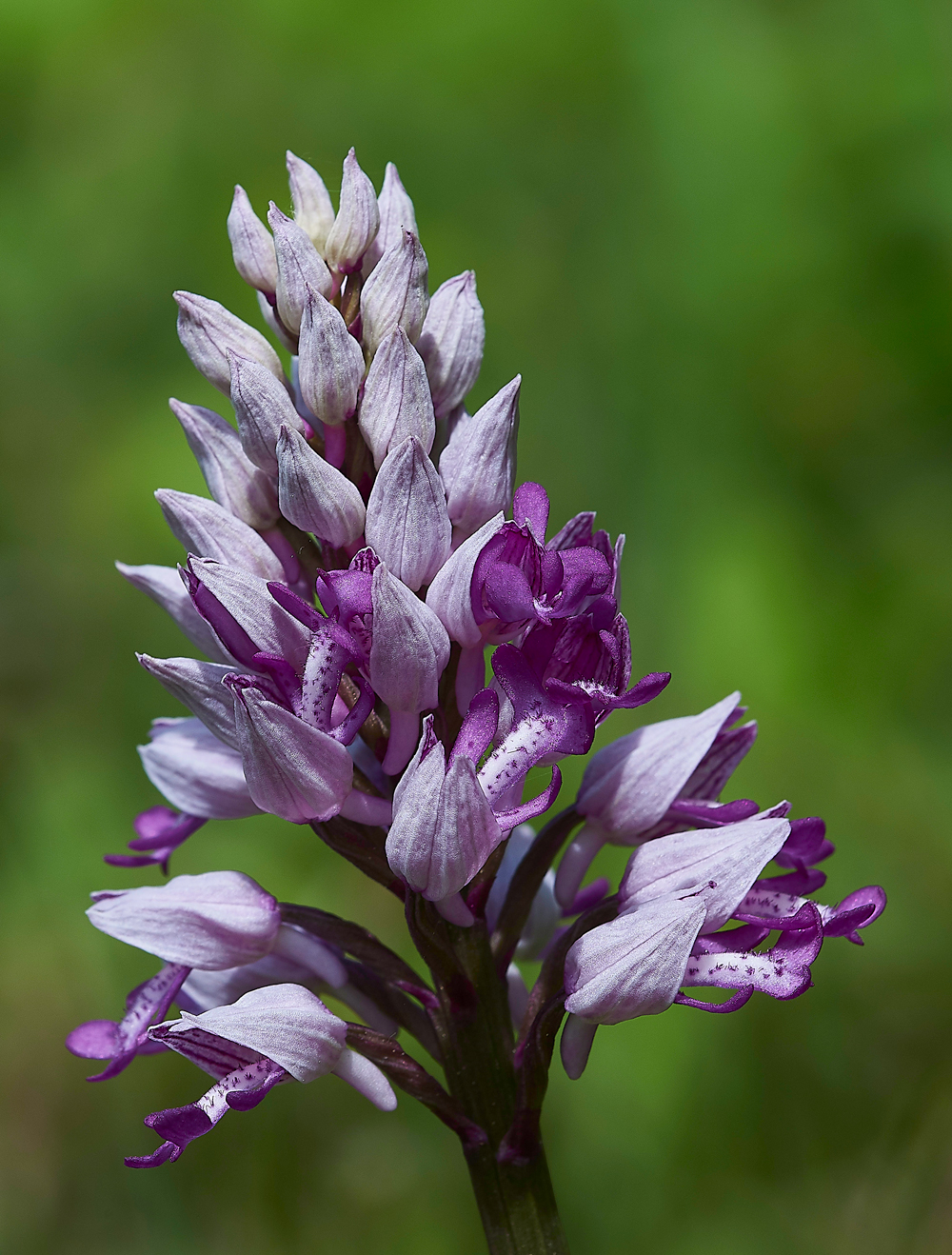 MilitaryOrchid180518-11