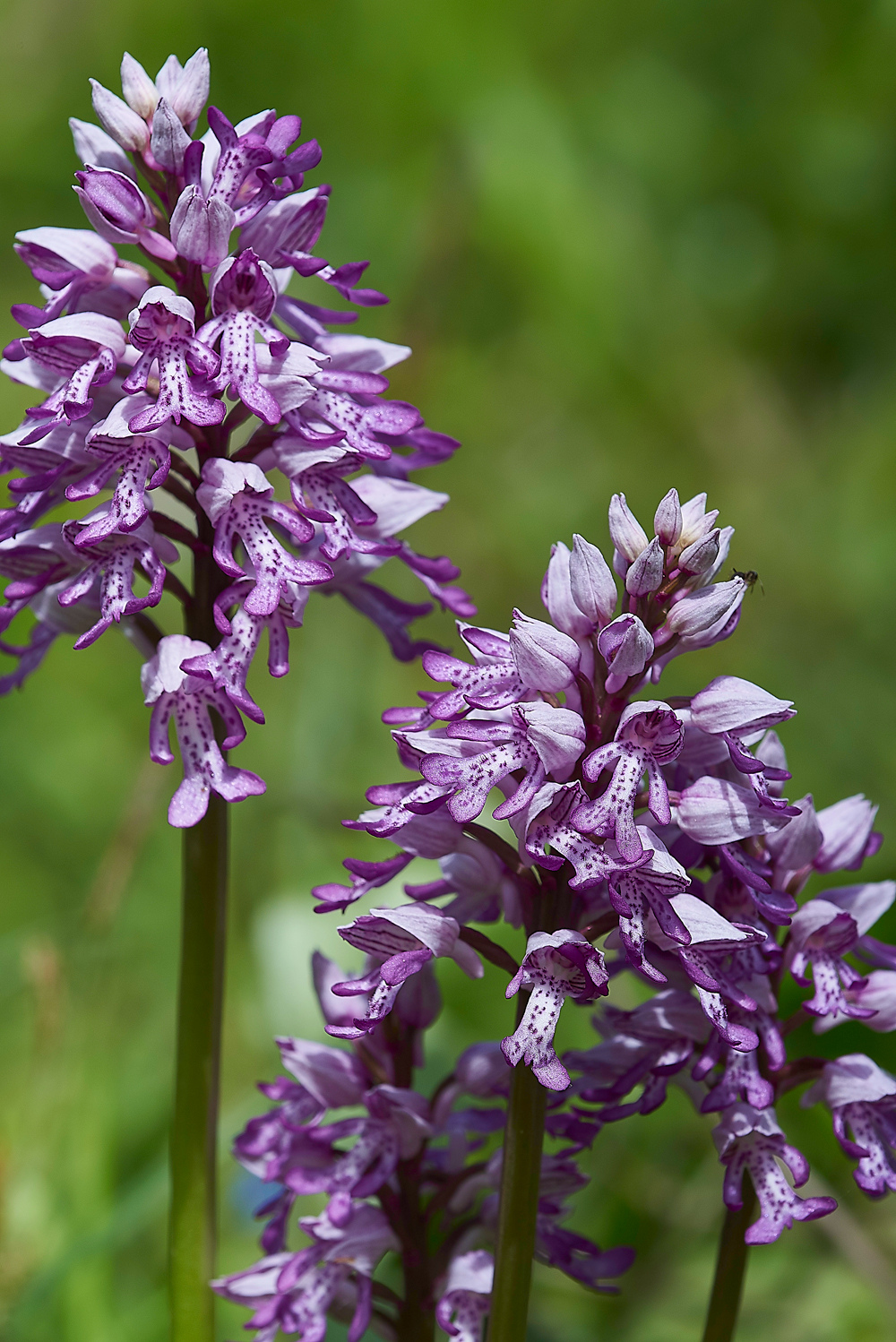 MilitaryOrchid180518-12