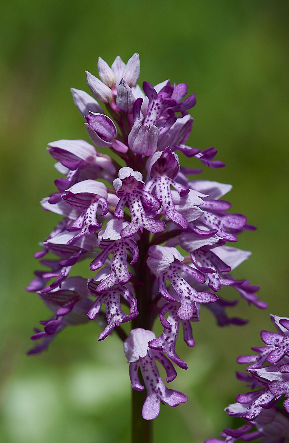 MilitaryOrchid180518-14