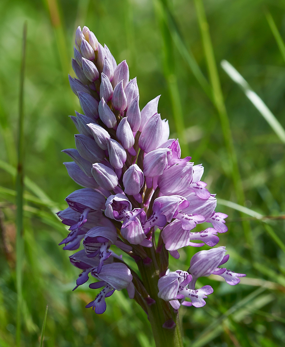 MilitaryOrchid180518-2