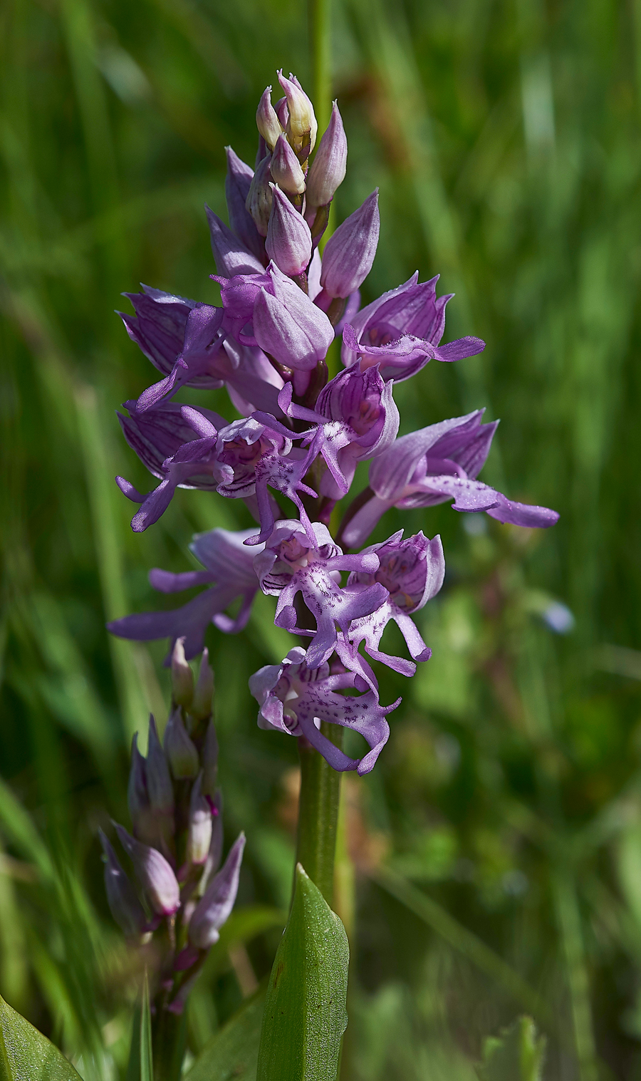 MilitaryOrchid180518-3