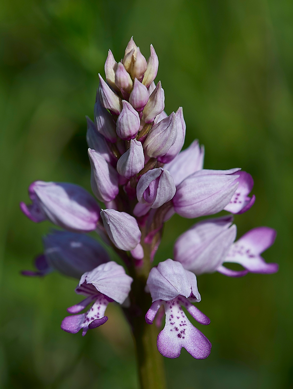 MilitaryOrchid180518-4