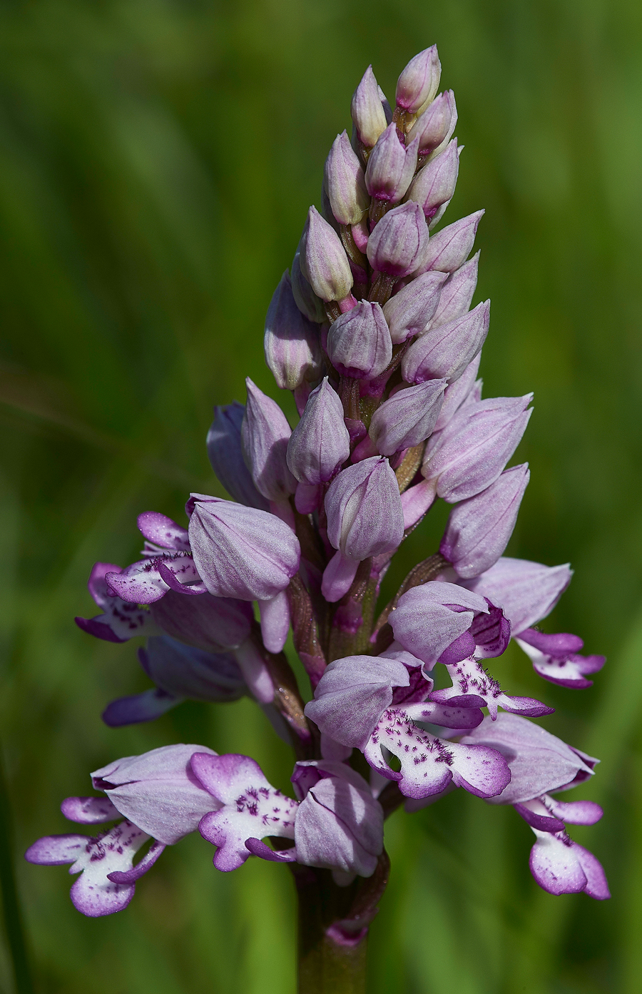 MilitaryOrchid180518-5