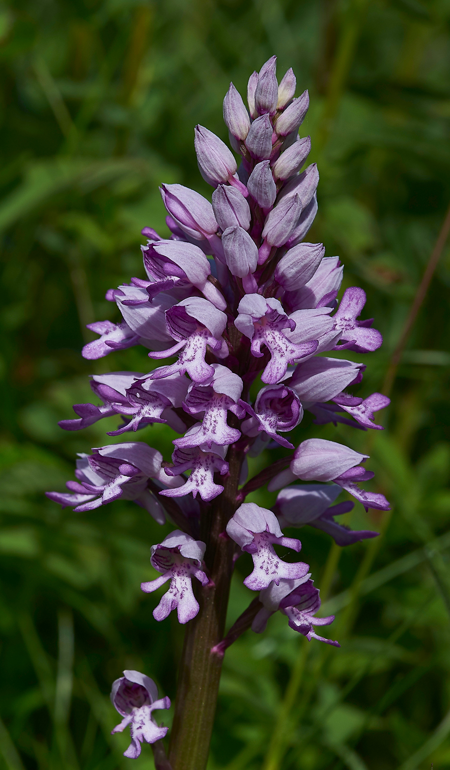 MilitaryOrchid180518-6