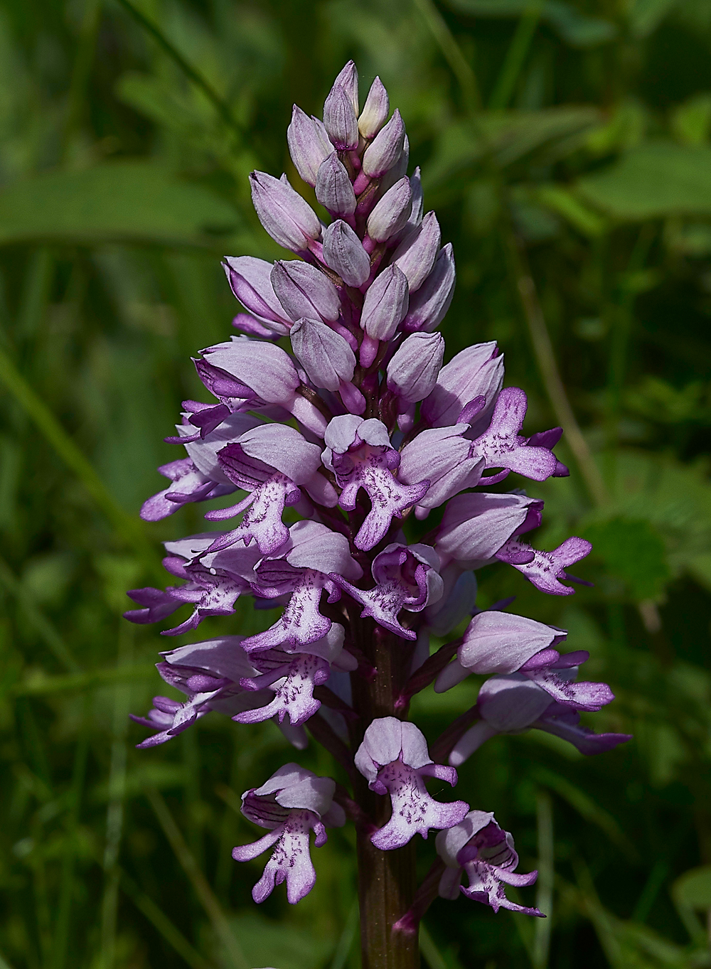 MilitaryOrchid180518-7