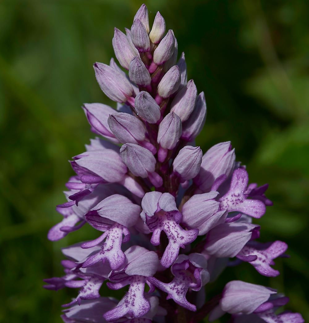 MilitaryOrchid180518-8