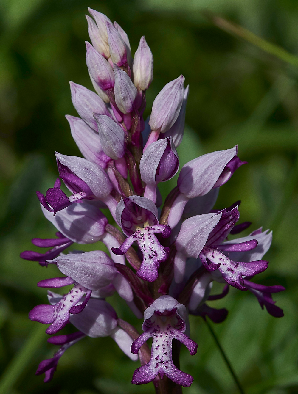 MilitaryOrchid180518-9