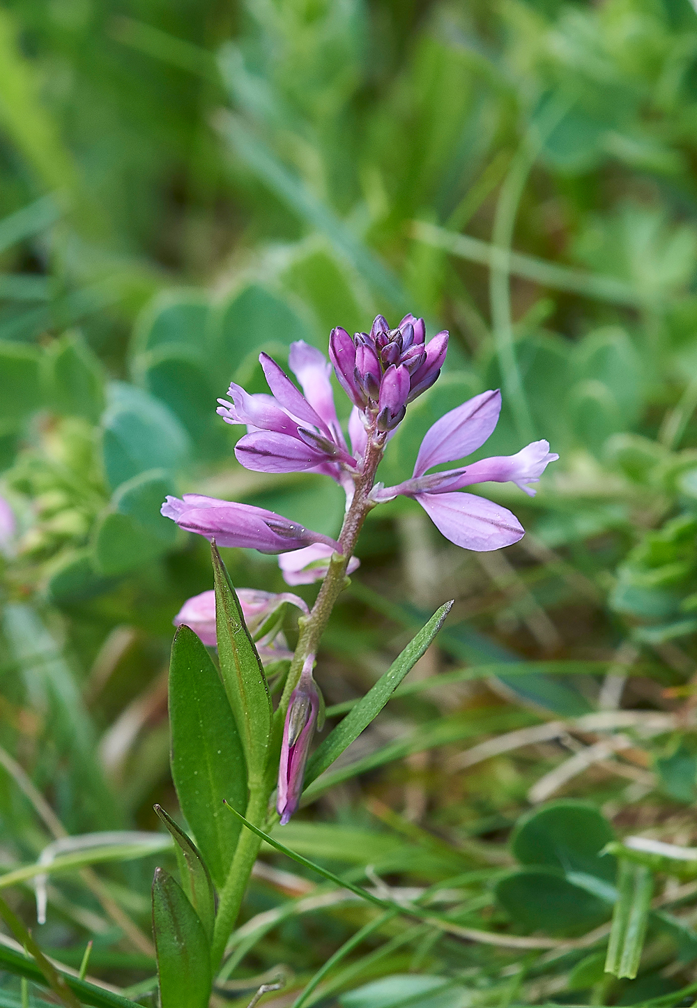 Milkwort170518-1