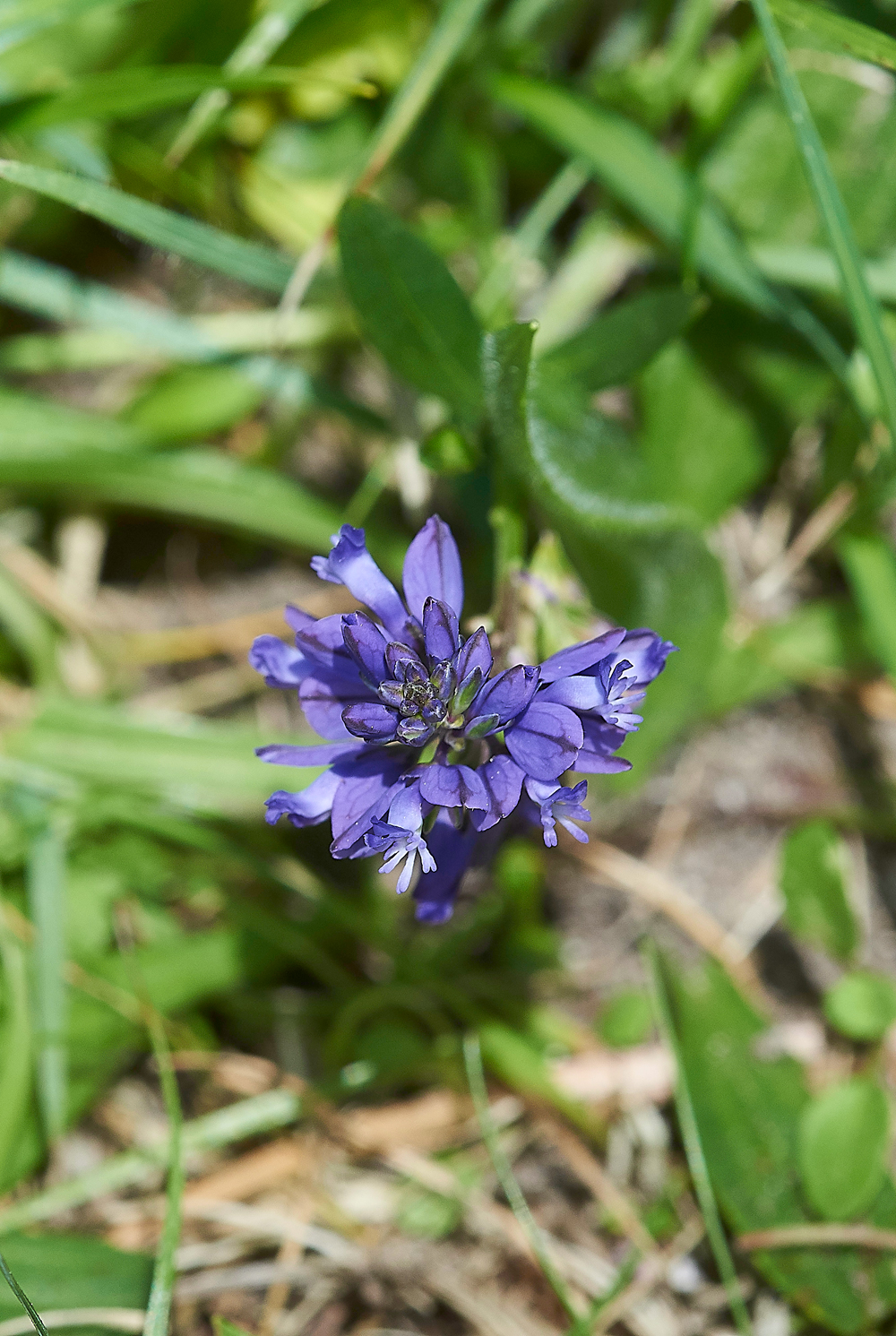 Milkwort170518-2