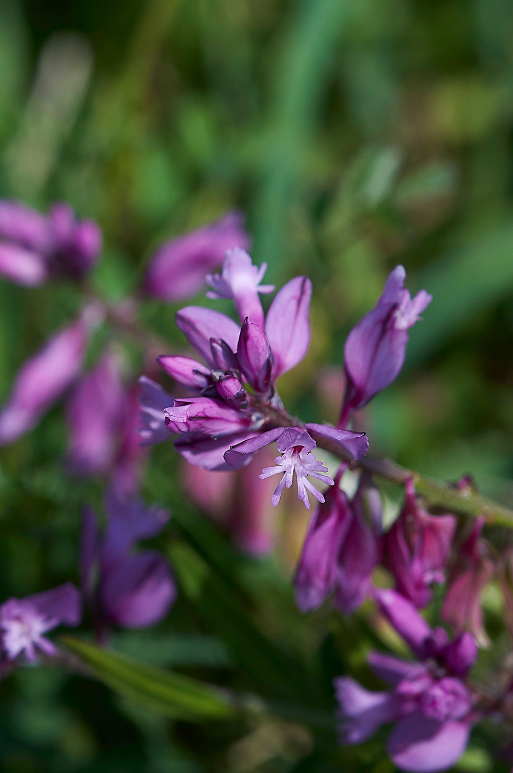 Milkwort190518-1