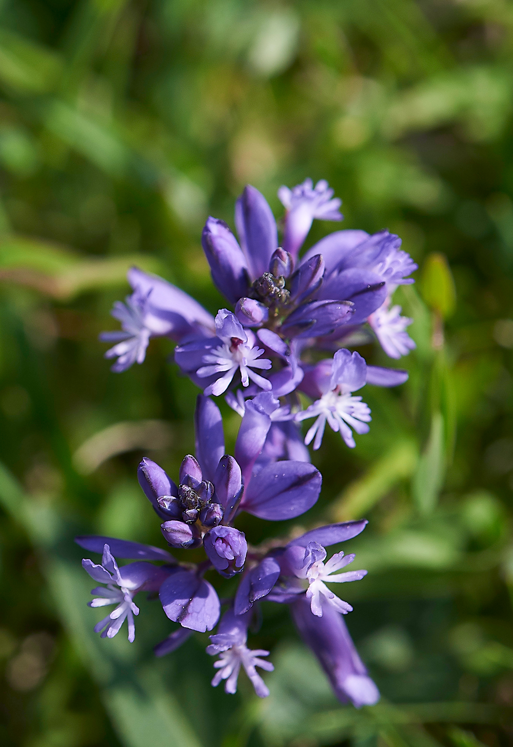 Milkwort190518-2