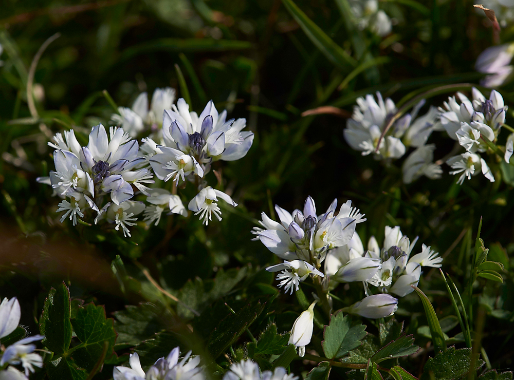 Milkwort190518-3