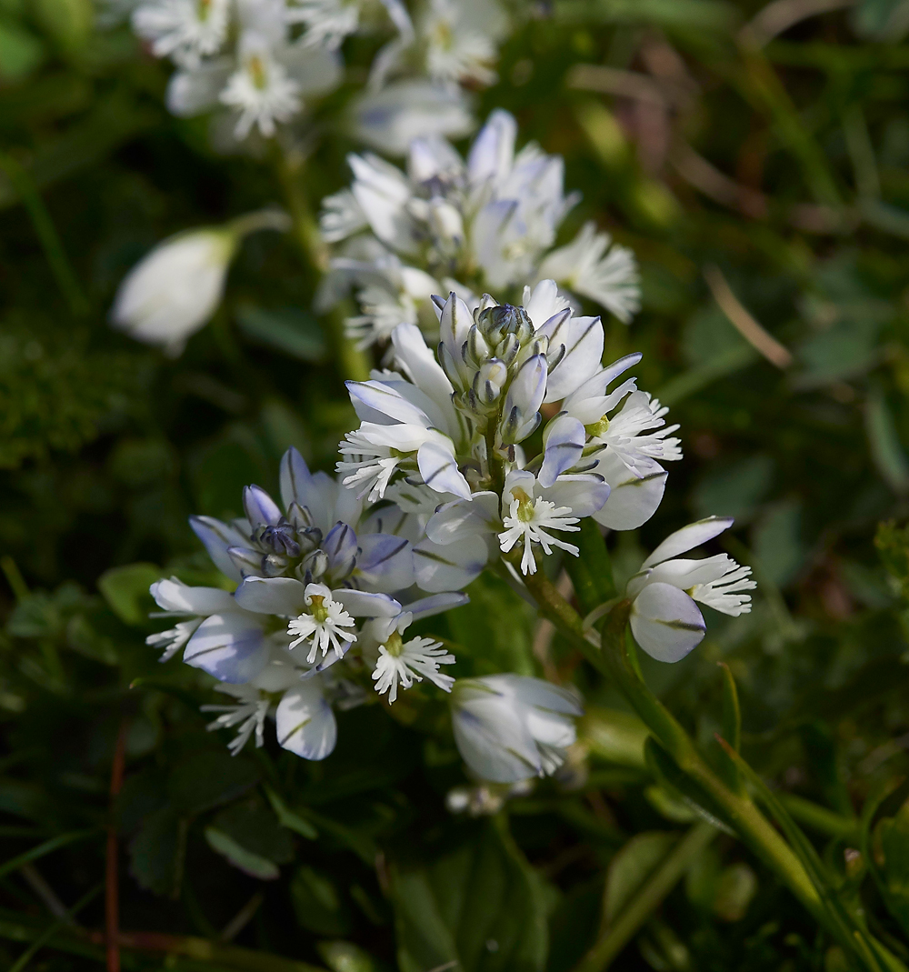 Milkwort190518-4