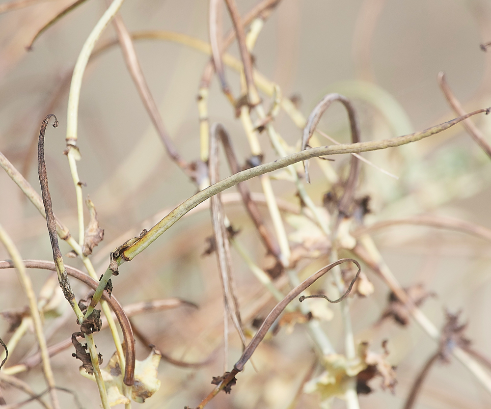 MinsemereHornedPoppy220818-1