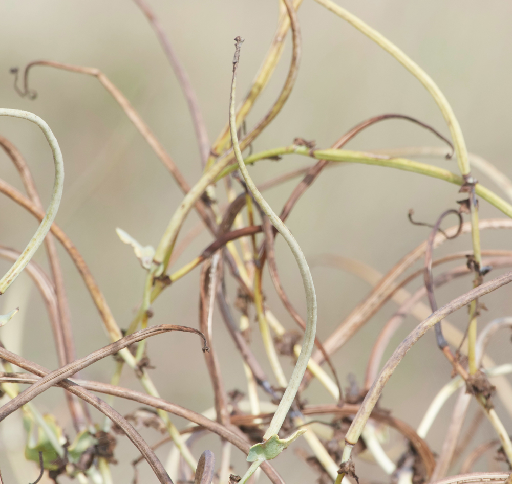 MinsemereHornedPoppy220818-2