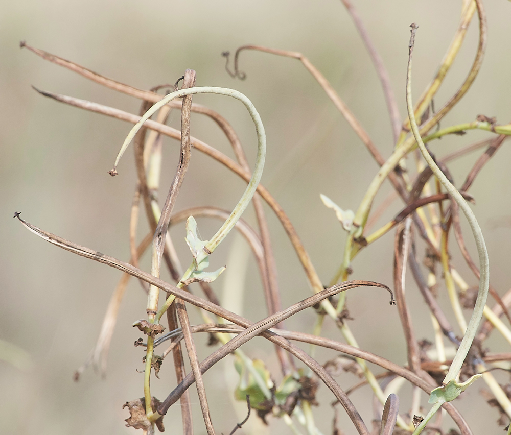 MinsemereHornedPoppy220818-3