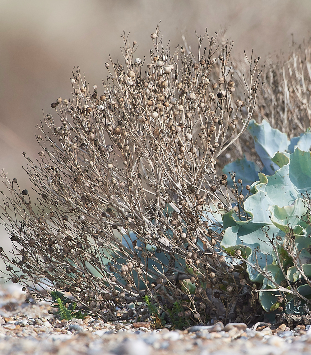 MinsmereCrambemaritima220818-1