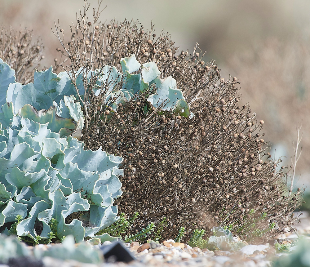 MinsmereCrambemaritima220818-2