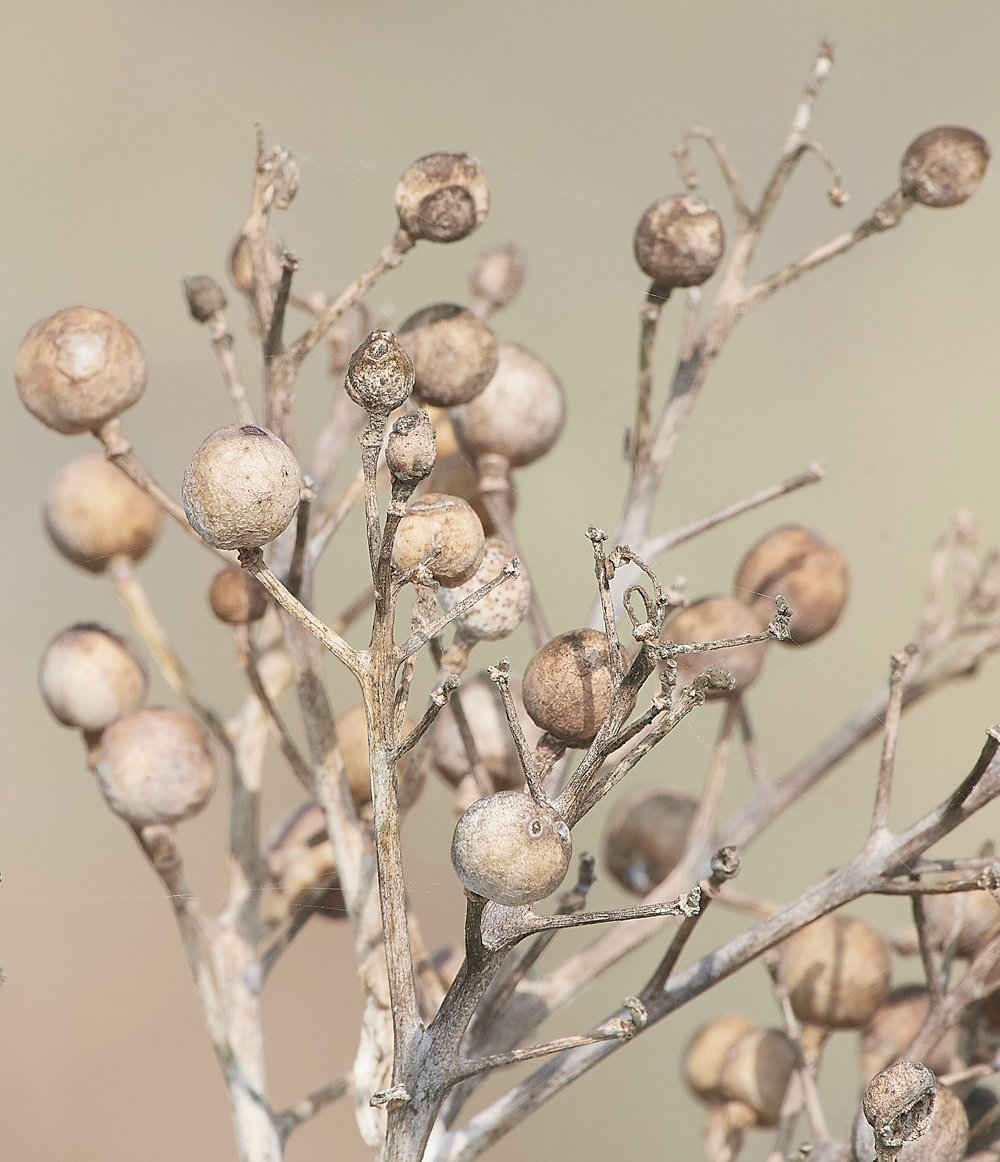 MinsmereCrambemaritima220818-3