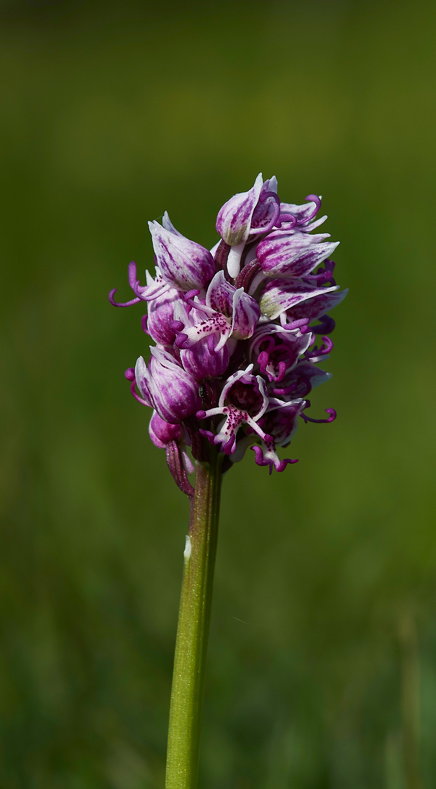 MonkeyOrchid190518-1