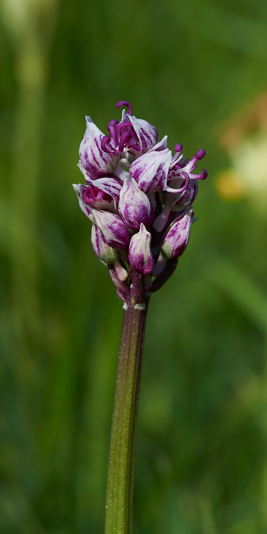 MonkeyOrchid190518-2