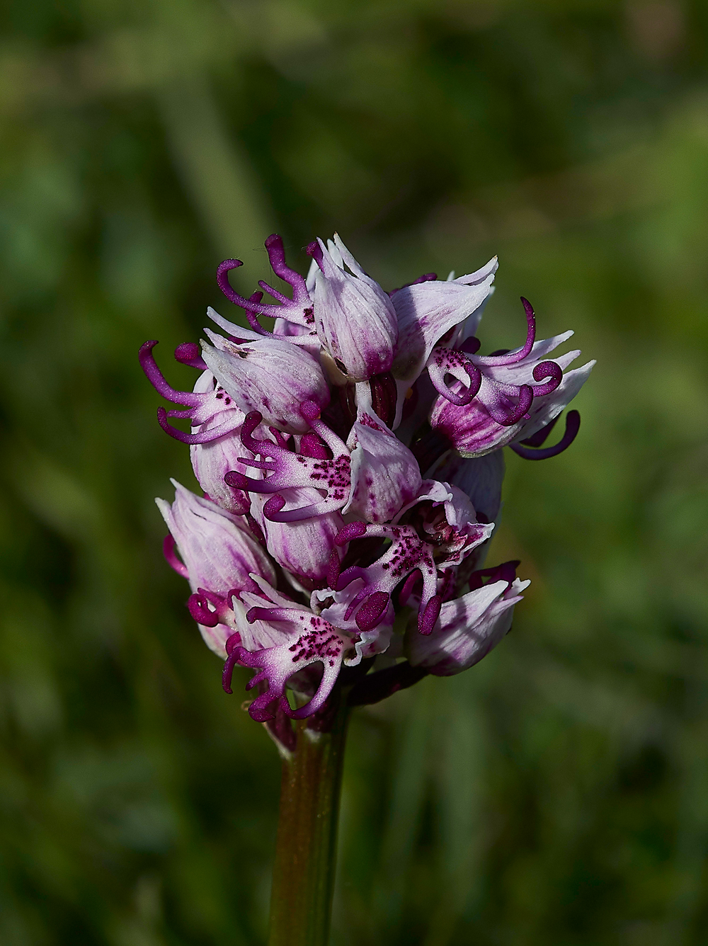 MonkeyOrchid190518-3