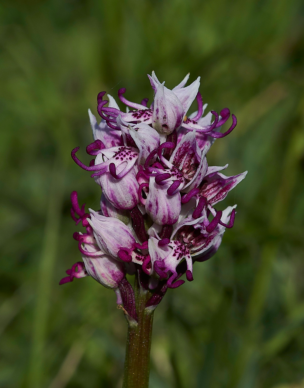 MonkeyOrchid190518-5