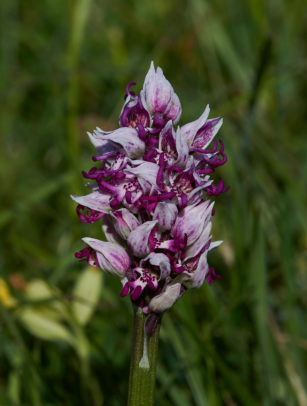 MonkeyOrchid190518-6