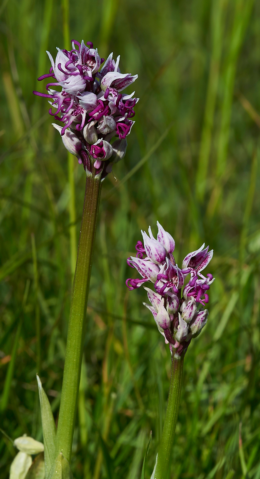 MonkeyOrchid190518-7