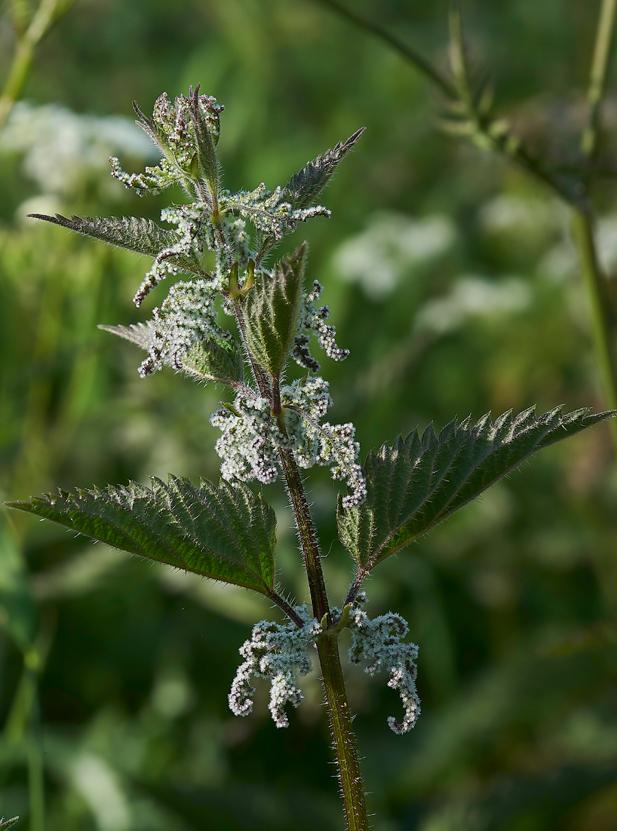 Nettle270517-1