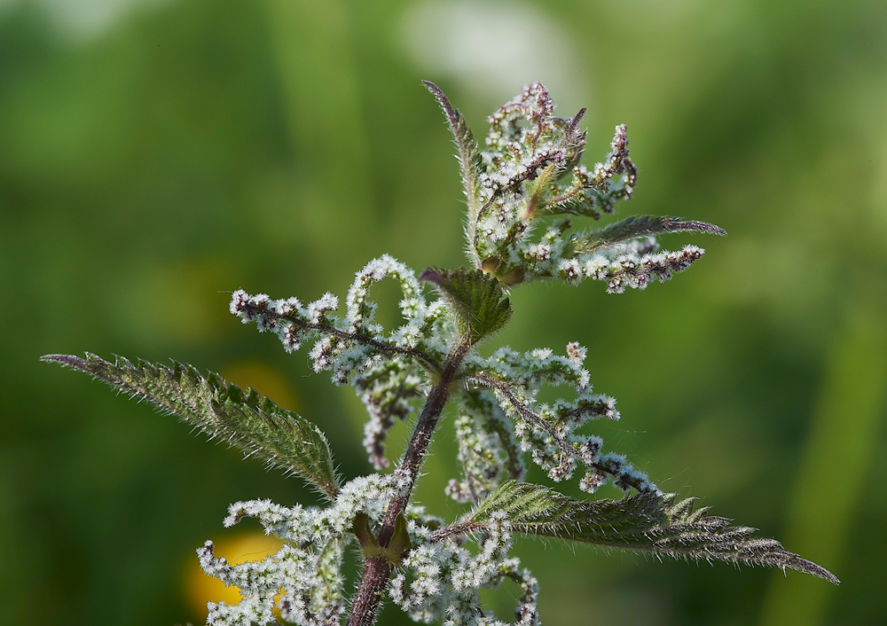 Nettle270517-3