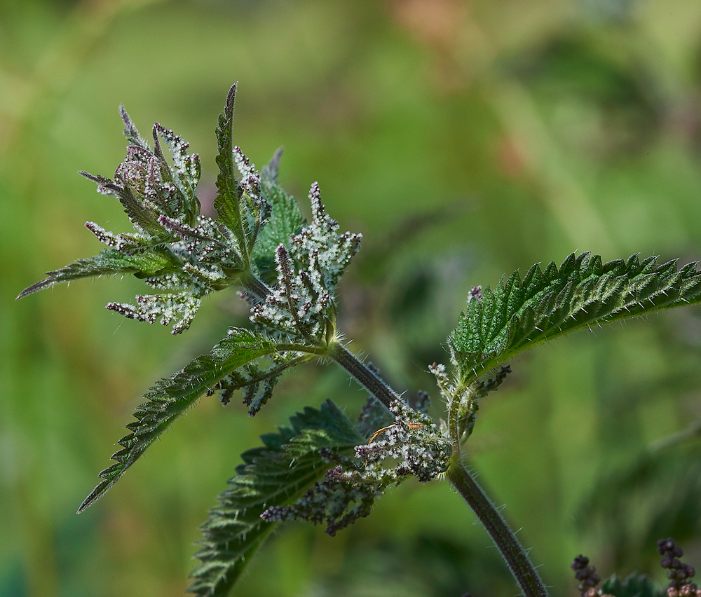 Nettle270518-4