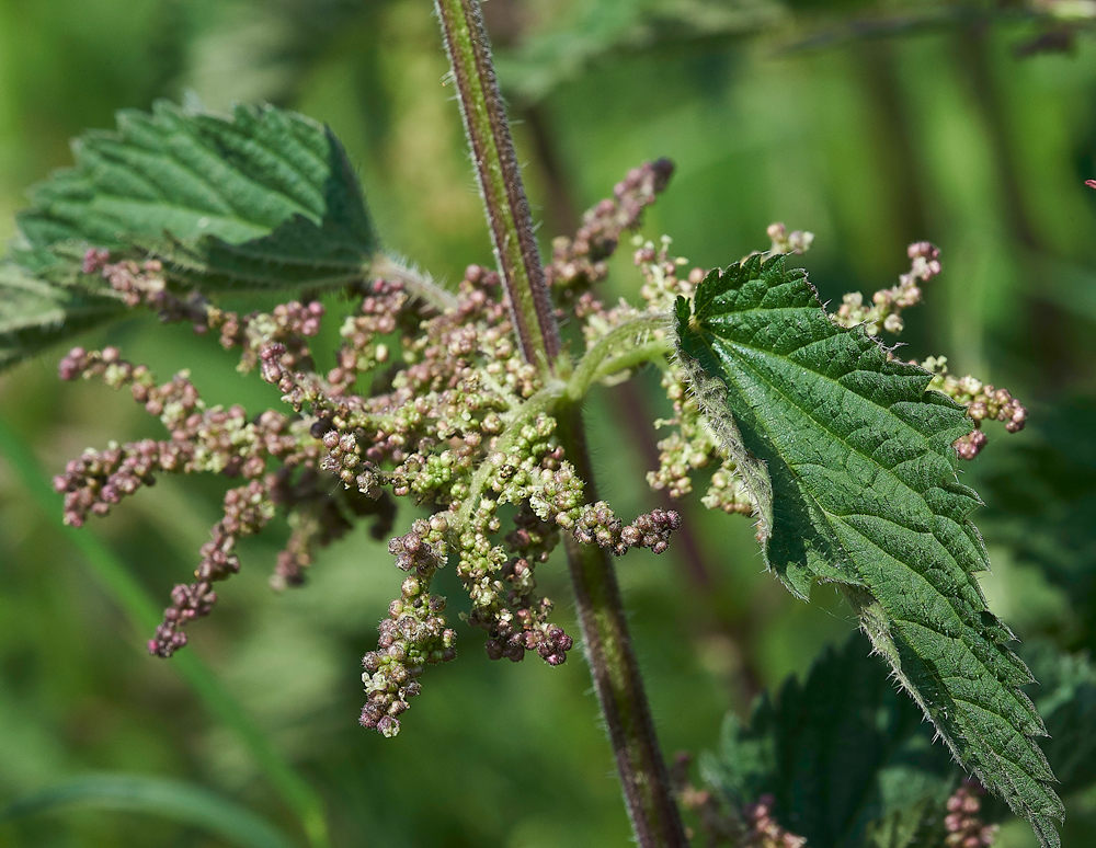Nettle270518-5