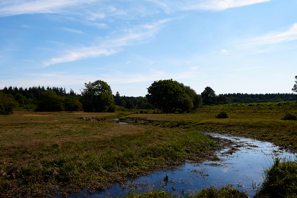 NewForest250718-1