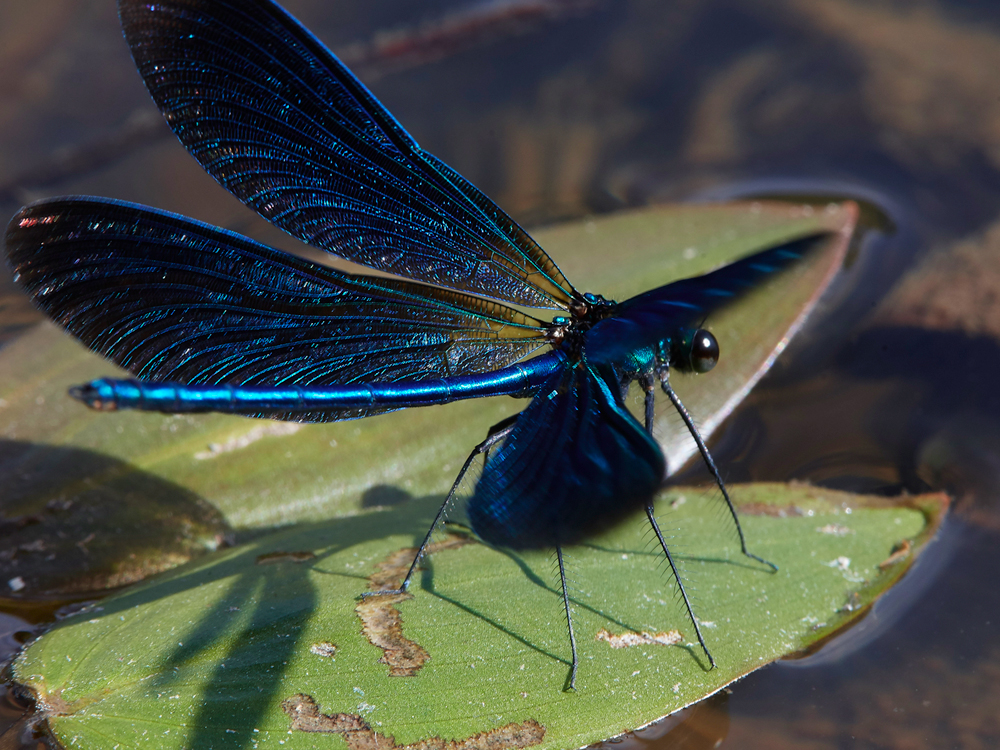 NewForestBeautifulDamselfly250718-1