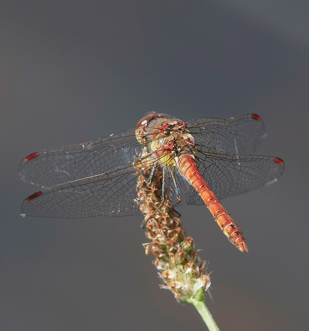NewForestCommonDarter250718-1