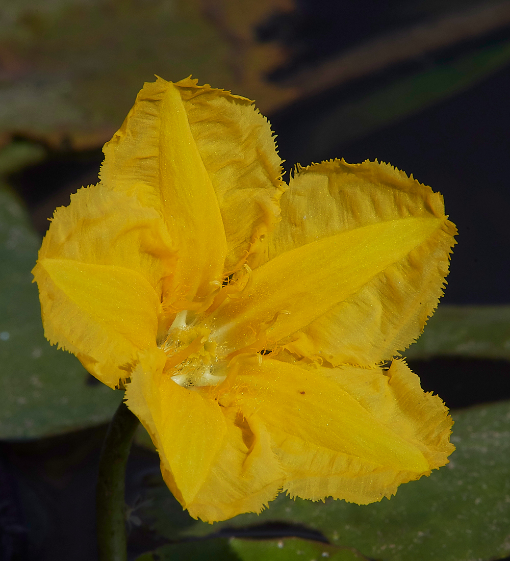 NewForestFringedWaterLily250718-1