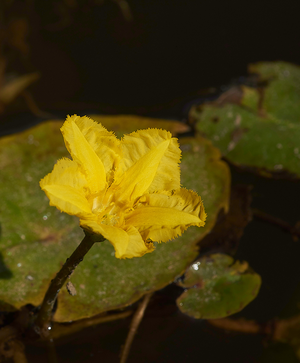 NewForestFringedWaterLily250718-2
