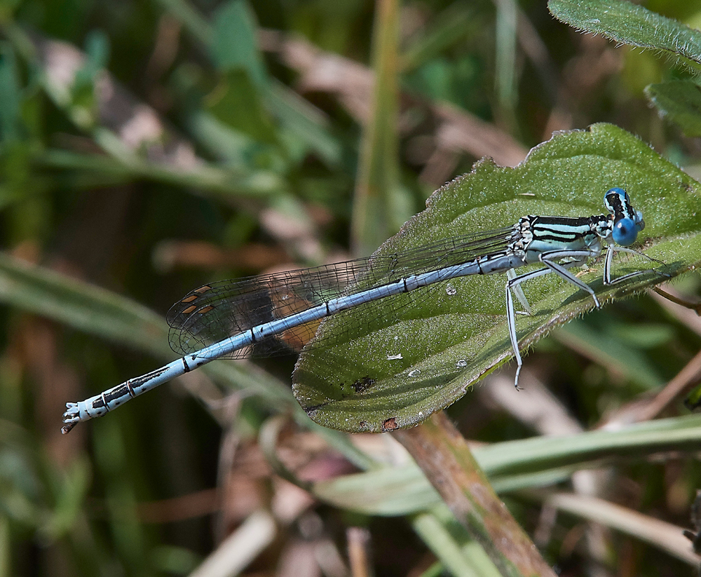NewForestWhiteLeggedDamselfly250718-1