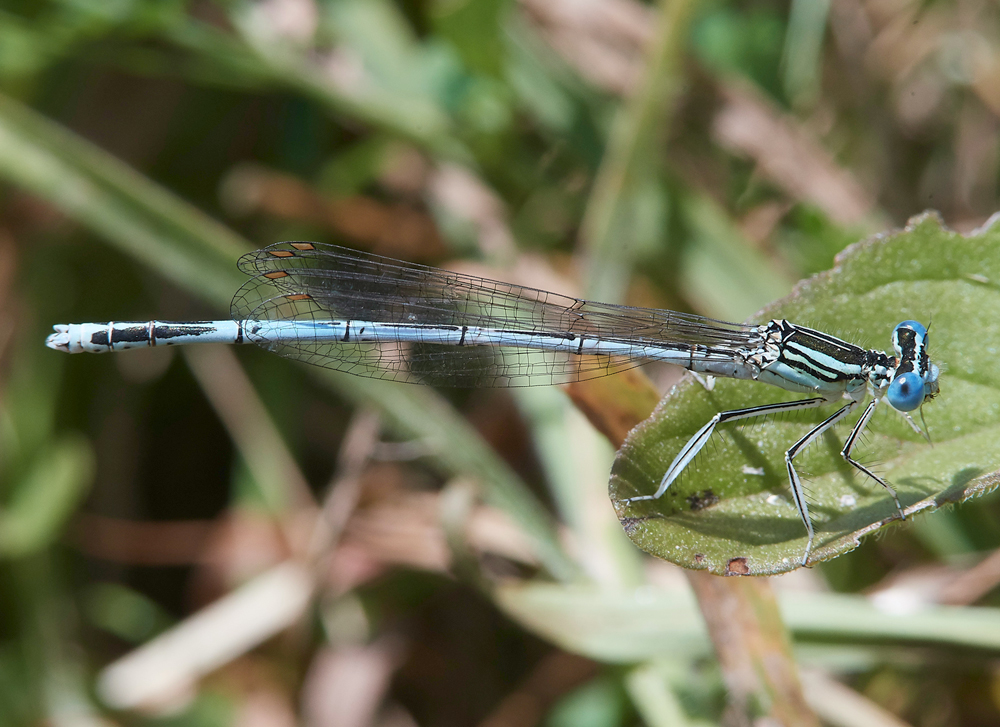 NewForestWhiteLeggedDamselfly250718-2