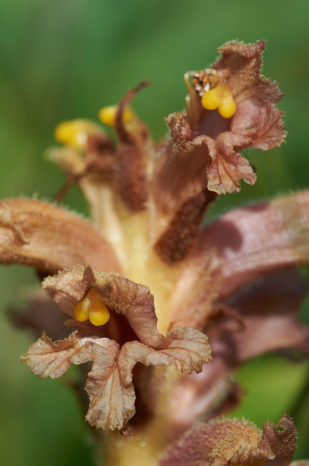 NoarHillBroomrape210618-1