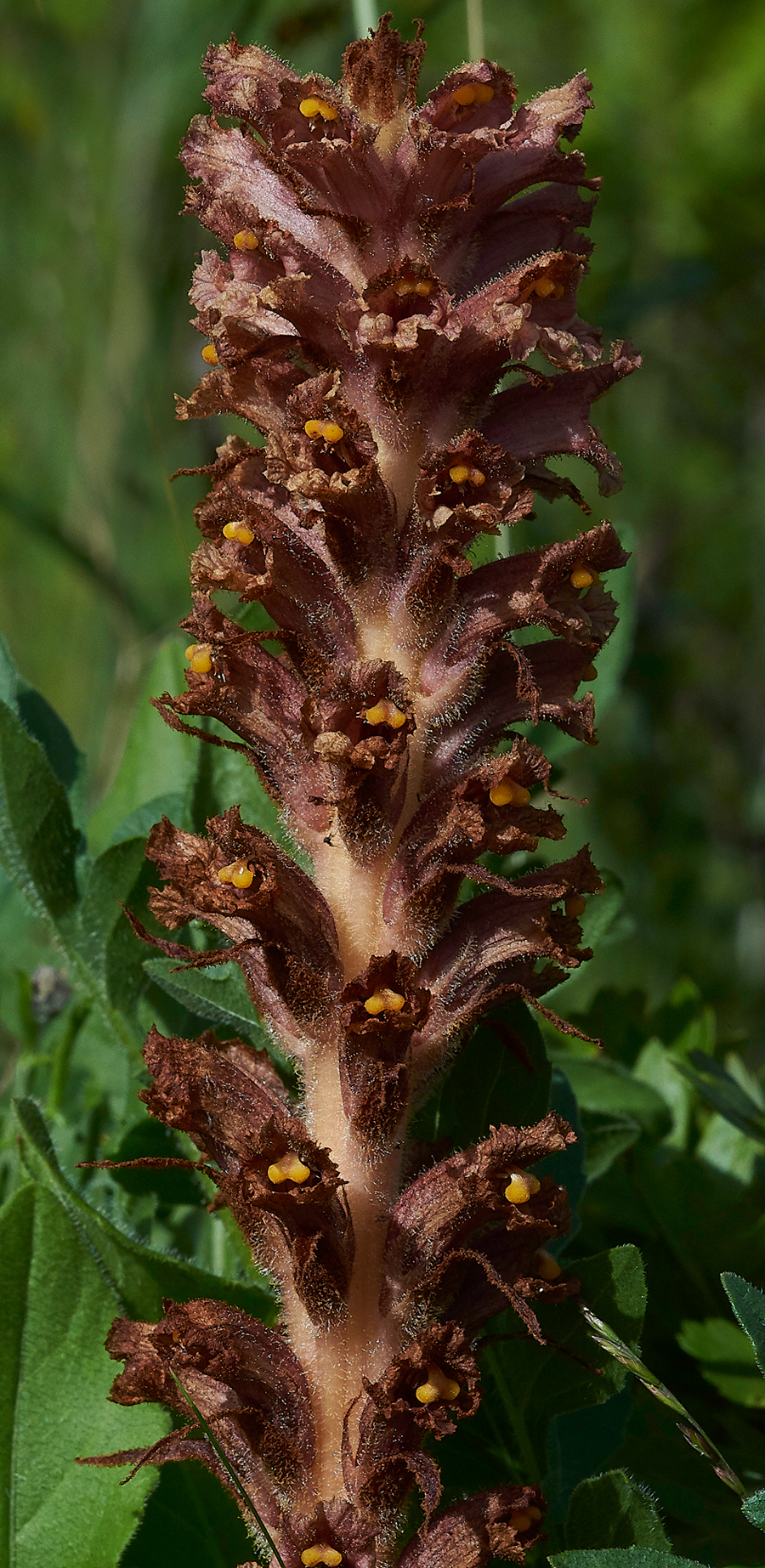 NoarHillBroomrape210618-2
